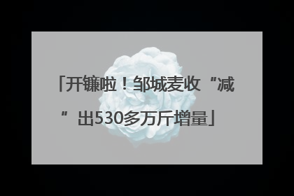 开镰啦！邹城麦收“减”出530多万斤增量